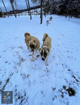 2m Yatırım'dan İznik Çamoluk Mahallesinde Kiralık Villa(dağevi)