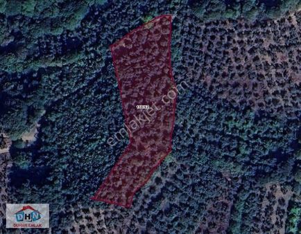 Duhan Emlak'tan Dutluca'da 3.297m2 Kadastro Yolu Olan Zeytinlik