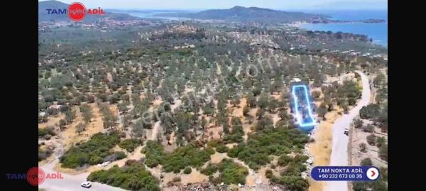 Dikili Bademlide Satılık Zeytinli Tarla