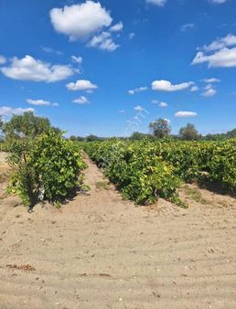 Hacırahmanlı Mahallesinde Satılık 3500 M² Müstakil Tapulu Bağ