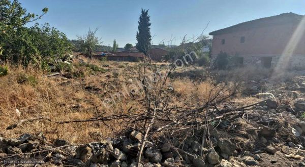 Asfalta Cephe Köy İçinde Satılık Zeytinlik