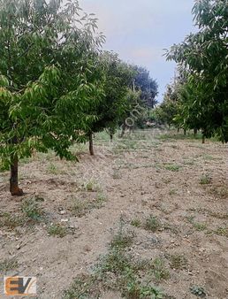 Bilecik Yeni.köy Merkez Satılık Kiraz Tarlası