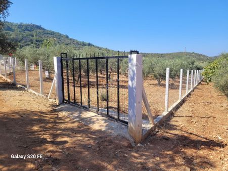 Sultaniyede Zeytinlik