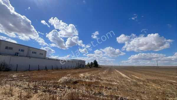 Saray Büyükyoncalı Asfalta 2. Parsel Tek Tapu 11 Dönüm Tarla