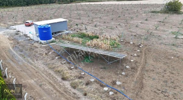 Gümüşyaka Da Hazır Kurulu Satılık Zeytin Bahçesi