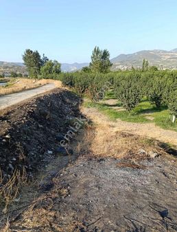 Geyve Merkezde Ayva Bahçesi