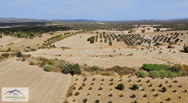 Ayvalık Su Gayrimenkul Den Türközü Mah. 1.751 M2 Satılık Tarla