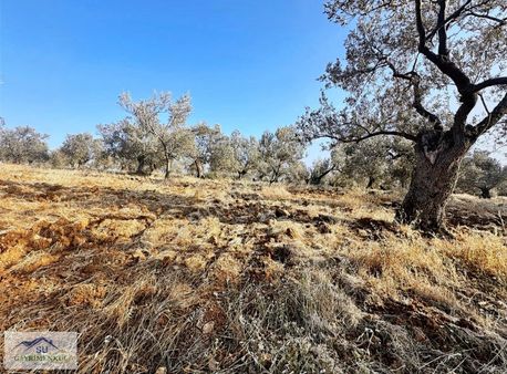Ayvalık Su Gayrimenkul'den Fethiye Mh. Satılık Zeytinlik