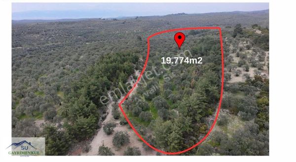 Ayvalık Su Gayrimenkul Den 19.774 M2 Satılık Zeytinlik