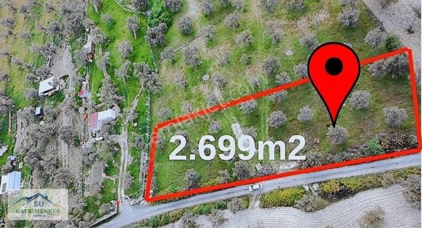 Ayvalık Su Gayrimenkul'den Küçük Köy Mh. Satılık Zeytinlik