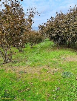 Anında Gayrimenkul'den Kocaali Kozluk Ta Satılık 3000 M2 Arazi