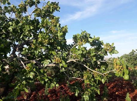 Nizip/altındağ'da 52.000 M² Bakımlı Kupon Arazi