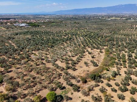 Era Söz Den Balıkesir Burhaniye Kızıklı Da Satılık Zeytinlik