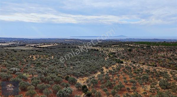 Ezine Kemallı Köyünde Satılık Zeytinlik