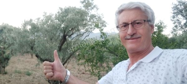 Aydın/buharkent/üçeylül Mah.anayol'dan 50 Mt Yukarıda Mezarlık Karşısı Yetişmiş Zeytinlik