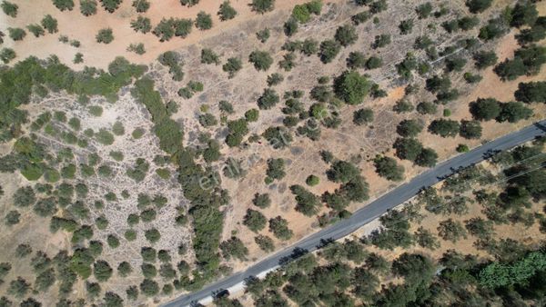 Bergama Zeydindağ Yeni Liman Bölgesinde Satılık Zeytinlik