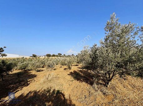 Kemalpaşa Halilbeyli'de Elektrik Ve Suyu Bulunan Satılık Bağ