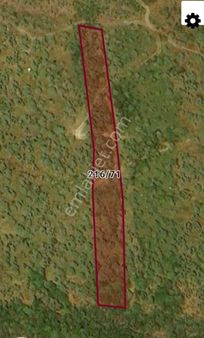 Muğla/milas Pınarcık Köyünde Satılık Zeytinlik