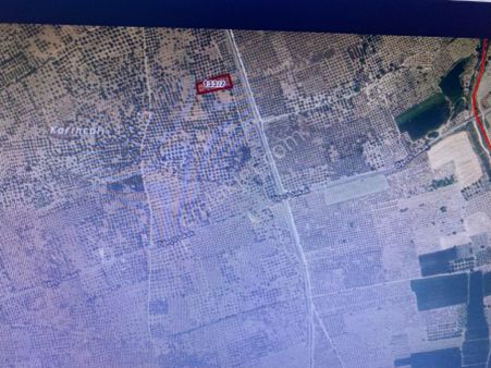 Manisa Kırkağaç Öveçli Zeytinli Tarla