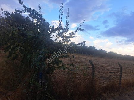 Aydın Kızılcaköy'de Satılık İncir Bahçesi