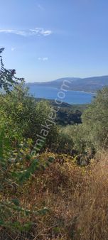 Bnadırma Edincik Mah. Deniz Manzaralı Satılık Zeytinlik