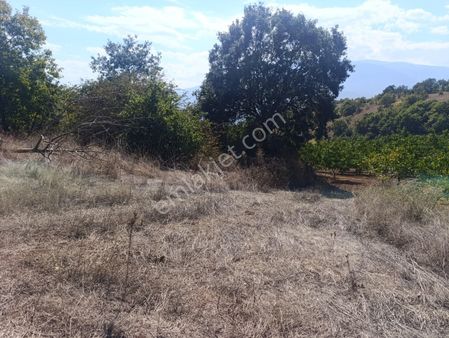 Dialog Skala'dan Kestel Ümitalan Köyü'nde Satılık Tarla