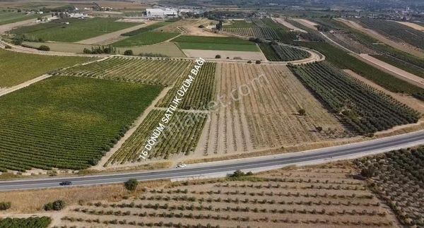 Asfalta Cepheli Yatırıma Uygun Satılık Üzüm Bağı