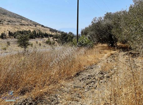 Okatandan Saruhanlı Çaltepede Yol Cepheli Zeytinlik