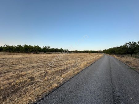 Furkan Doğan’dan Köpeksiz(yenice)de 5.500m2 Acil Satılık Tarla