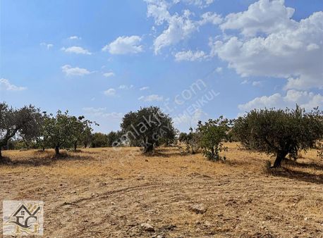 Faruk Emlaktan Satılık Oğuzelinin En Uygun Arazi 7800 M2