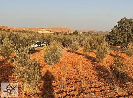 Faruk Emlaktan Yanlızbağda 2500 M2 Tek Tapu Bağ Evlik