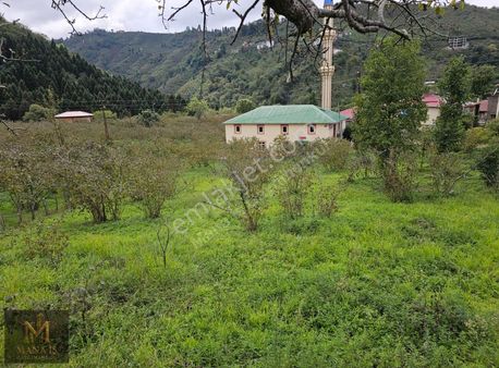Mana İş Gayrimenkulden Keşap Karabedirde Satılık Arsa