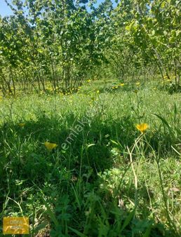 Deka Gayrimenkul'den Mükemmel Konumda Yüksek Getirili Tarla