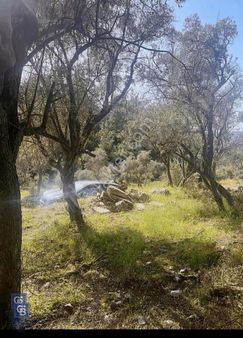 Milas Söğütçük Köyün'de 1616,00m2 Tek Parsel Satılık Zeytinlik