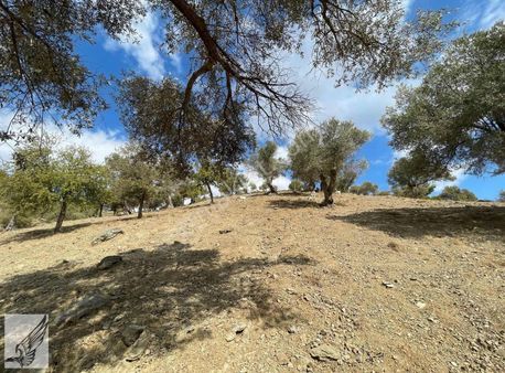 Seferihisar'da Full Baraj Manzaralı 13 Dönüm Satılık Zeytinlik