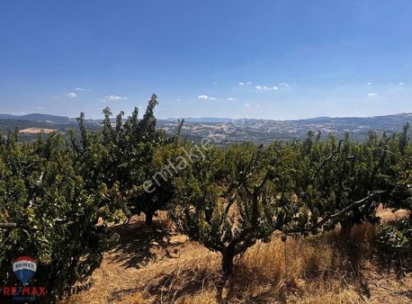 Şeftalisiyle Ünlü Lapsekide Satılık Verimli Şeftali Bahçesi