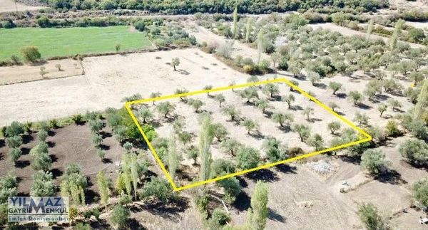 Aliağa Uzunhasanlar Köyünde 3 Dönüm Satılık Zeytinlik