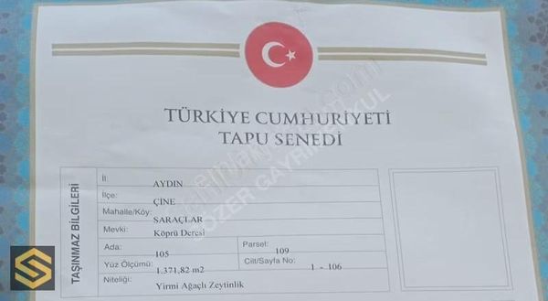 Aydin Çine Saraçlar Kelepir Zeytinlik