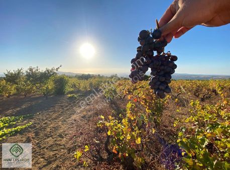 Şarköy Çengelli Köyünde 6.832 M² Ana Yola Cepheli Üzüm Bağı