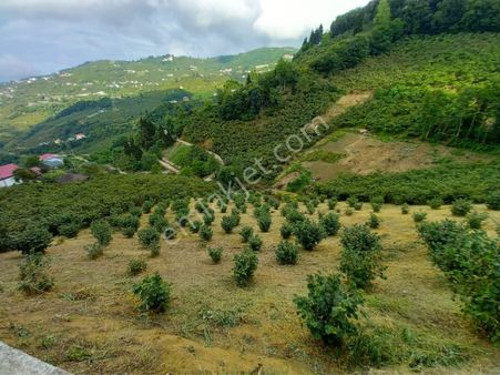 Trabzon Merkez Ağıllı Mahallesinde Satılık İki Parsel Arazi