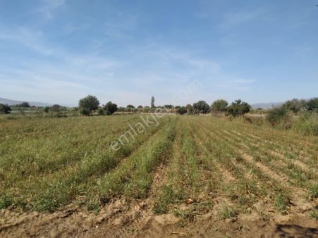 Aydın Köşk'de 4600 Satılık Tarla
