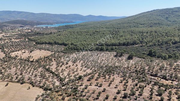 Milas Bozbük'te Denize 1.400 Metre Ünlü Projelere Komşu Tarla