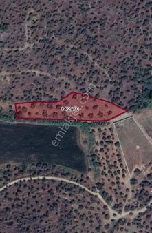 🌿 Satılık Zeytinlik Tarla – Karandere Mevkii, Bafa / Milas / Muğla 🌿 -50