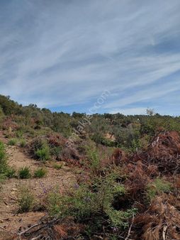 İzmir Seferihısar Orhanlı Koyunde Satılık 12 Dönüm