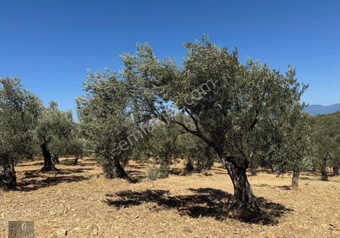 Kurallar Gayrimenkulden Pelitköy Mah Zeytinlik