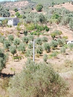 İzmir Seferihısar Orhanlı Mevkınde Satılık 11 Dönüm Üzüm Bağı