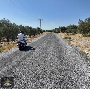 Kayalıoğlu Mahallesi 3.100 M2 Tek Tapu Bakımlı Zeytin Bahçesi