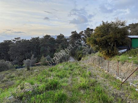 Göcek Taşbaşı Mevkiinde Satilik Tarla