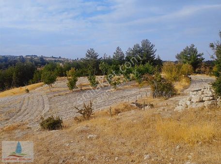 Denizli Güney Çamrak'ta Asfalta Sıfır Satılık Mükemmel Tarla