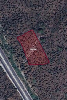 Satılık Zeytinlik Milas / Bafa / Bodrum Yolu 2. Parsel -53